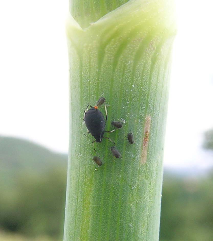 Aphis fabae